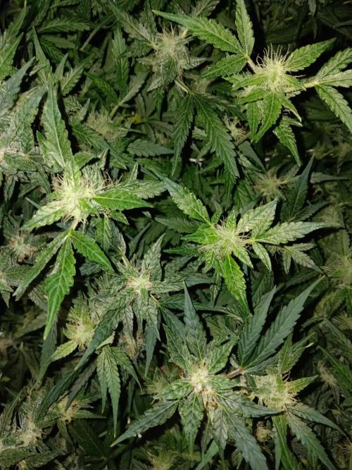 JVK Trainwreck Auto. Week 10
