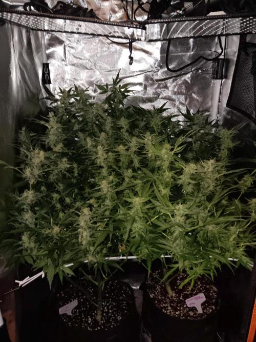 JVK Trainwreck Auto. Week 10