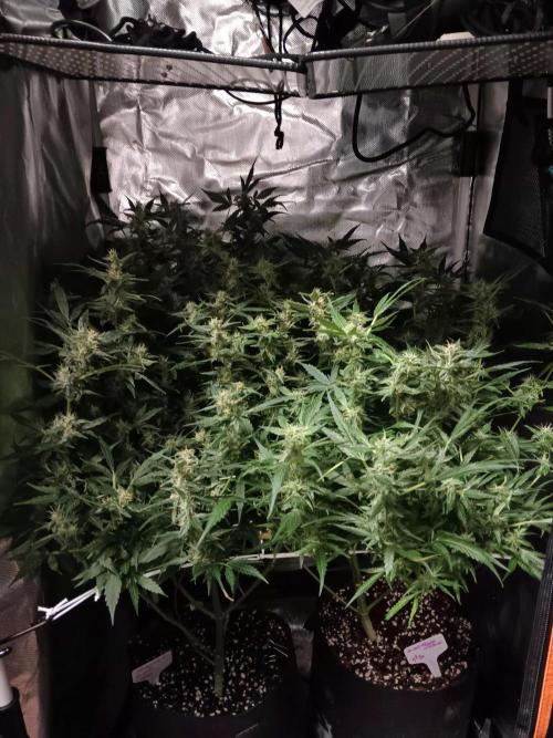 JVK Trainwreck Auto. Week 10