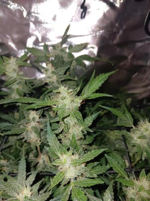 JVK Trainwreck Auto. Week 11