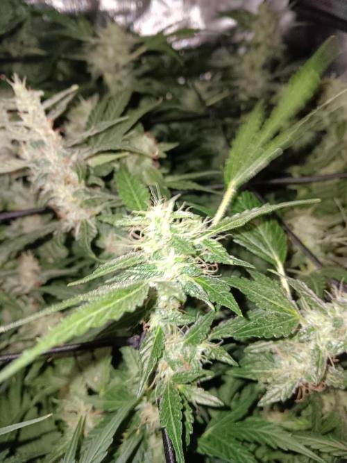 JVK Trainwreck Auto. Week 11