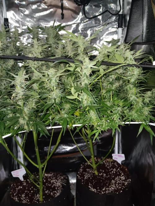 JVK Trainwreck Auto. Week 11