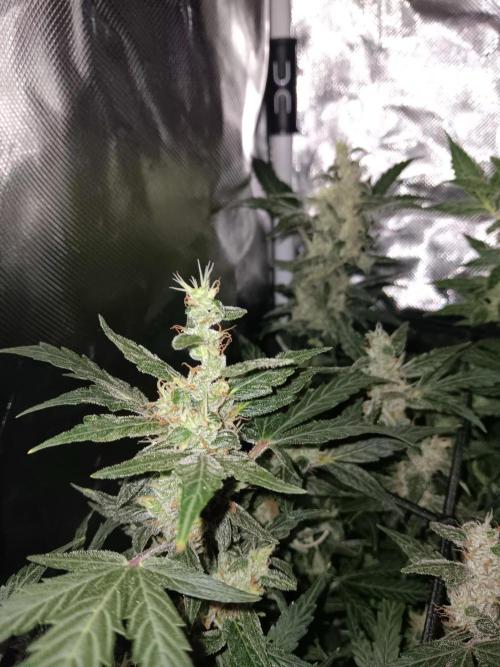 JVK Trainwreck Auto. Week 11