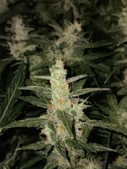 JVK Trainwreck Auto. Week 12
