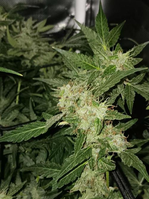 JVK Trainwreck Auto. Week 12
