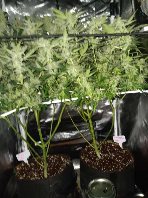 JVK Trainwreck Auto. Week 12