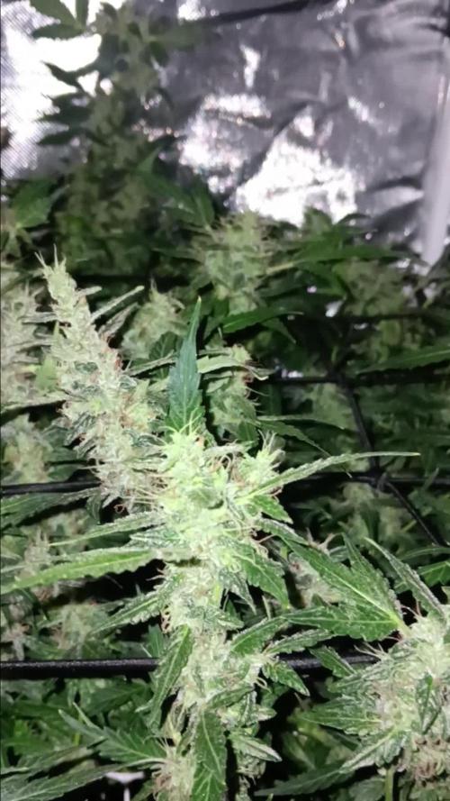 JVK Trainwreck Auto