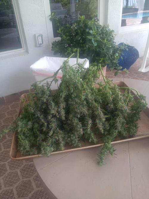 JVK Trainwreck Auto. Week 13