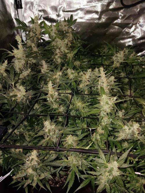 JVK Trainwreck Auto. Week 13