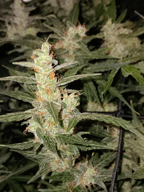 JVK Trainwreck Auto. Week 13