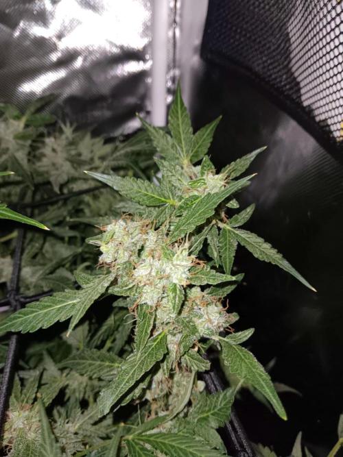 JVK Trainwreck Auto. Week 13