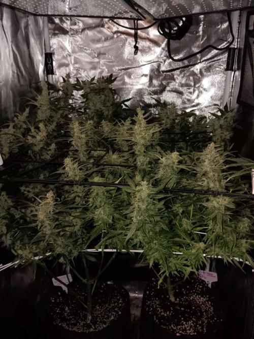 JVK Trainwreck Auto. Week 13