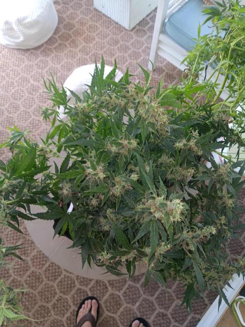 JVK Trainwreck Auto. Week 13