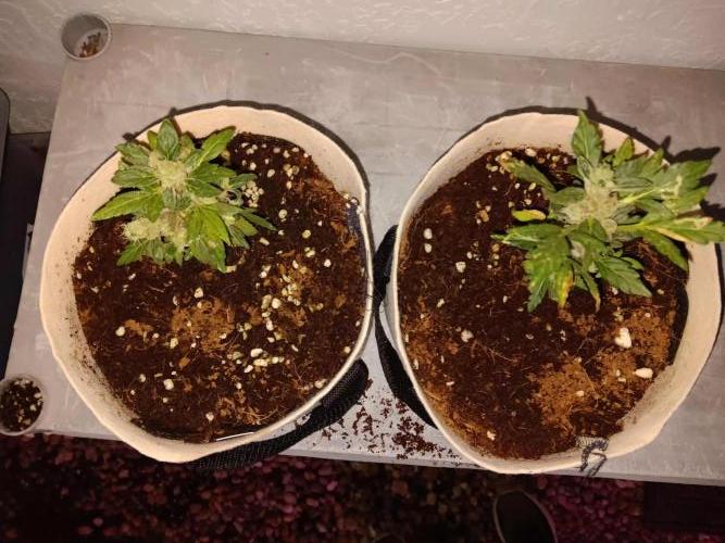 JVK Grow Quickone3. Week 10