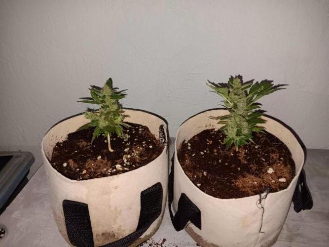 JVK Grow Quickone3. Week 10
