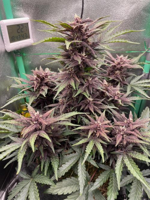 CBD Auto Blackberry Kush. Week 8