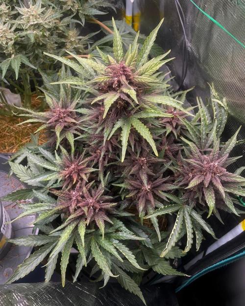 CBD Auto Blackberry Kush. Week 9
