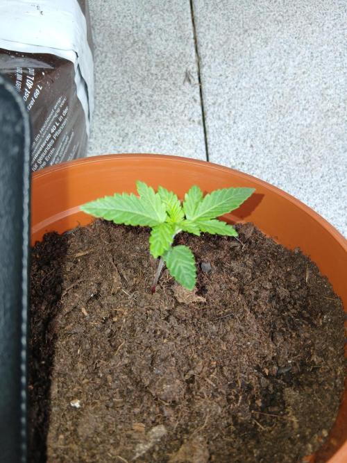 first time feminized and autoflower. Week 2