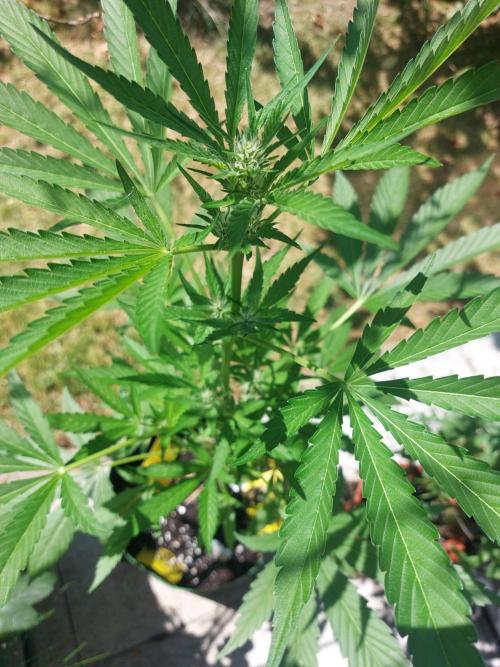 first time feminized and autoflower. Week 9