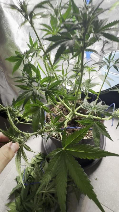 Seed to Harvest