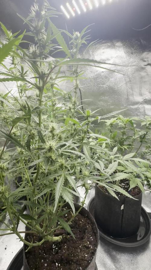 Seed to Harvest