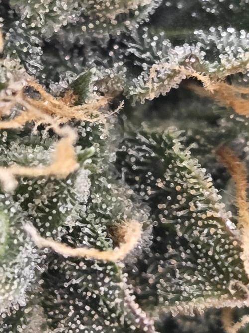 Pops_ganja88