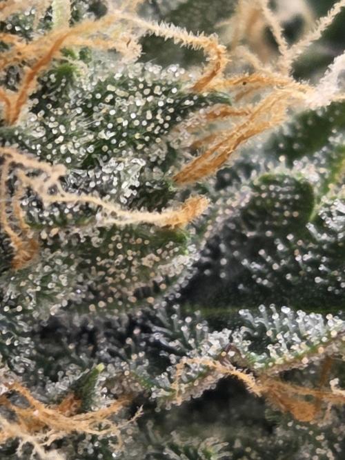 Pops_ganja88