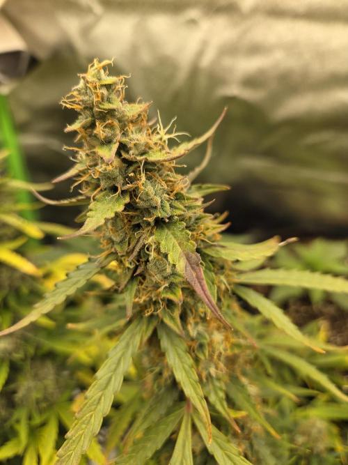 Pops_ganja88