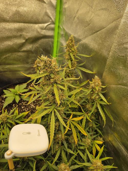 Pops_ganja88