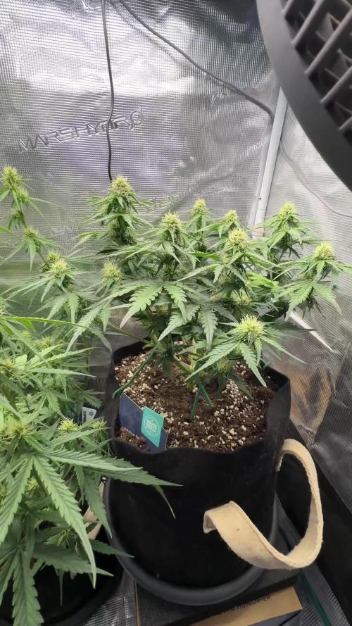 #5 - Northern Lights & Jack Herer