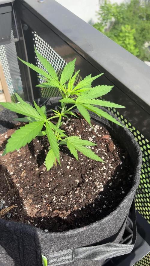 #6 - Berliner Summer: Milky Way F1 Auto