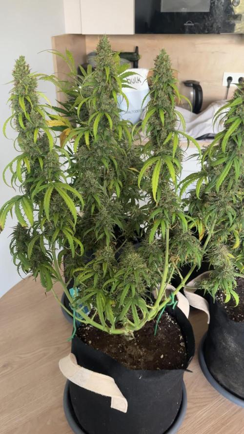 #5 - Northern Lights & Jack Herer