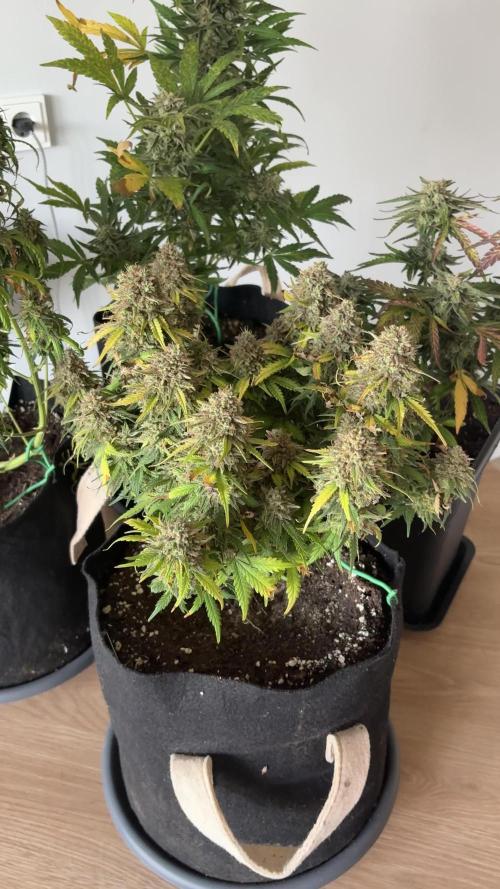 #5 - Northern Lights & Jack Herer