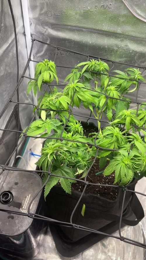 #7 – Blue Dream (First Photoperiodic)