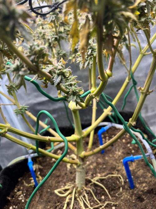 #7 – Blue Dream (First Photoperiodic). Week 19