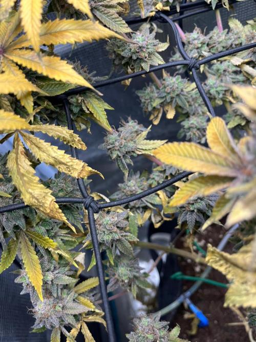 #7 – Blue Dream (First Photoperiodic). Week 19