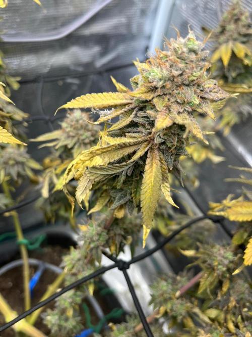 #7 – Blue Dream (First Photoperiodic). Week 19