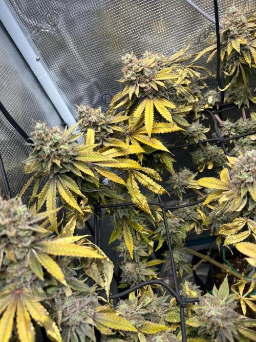 #7 – Blue Dream (First Photoperiodic). Week 19