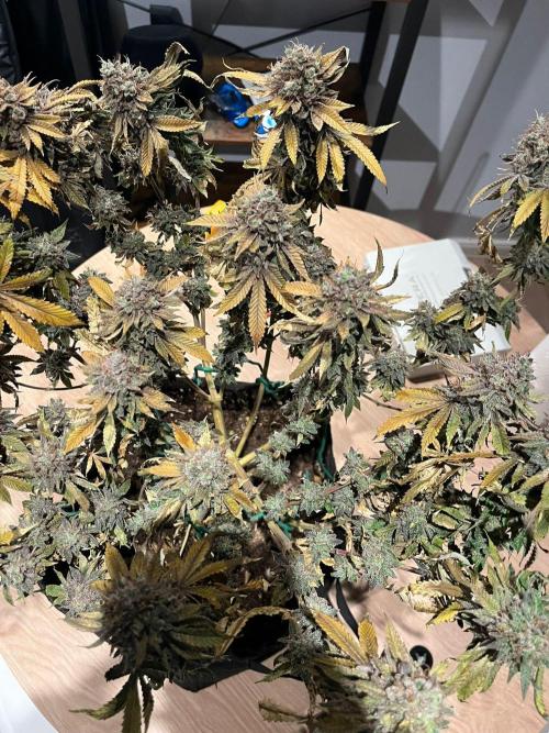 #7 – Blue Dream (First Photoperiodic). Week 20