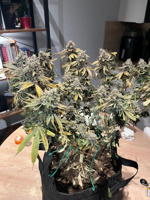 #7 – Blue Dream (First Photoperiodic). Week 20