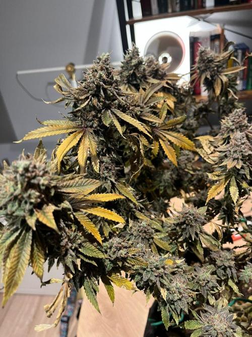 #7 – Blue Dream (First Photoperiodic). Week 20