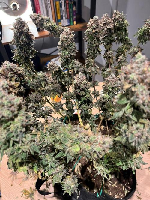 #7 – Blue Dream (First Photoperiodic). Week 20