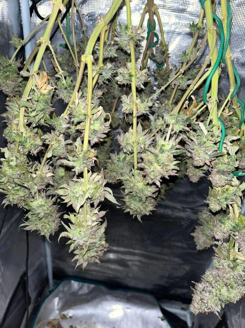 #7 – Blue Dream (First Photoperiodic). Week 20