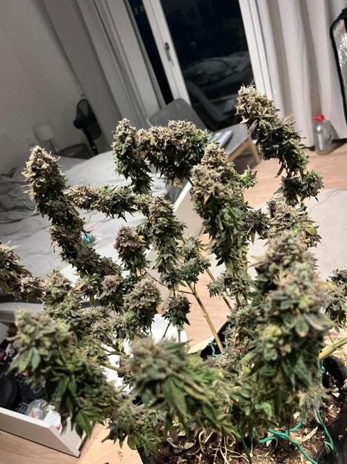 #7 – Blue Dream (First Photoperiodic). Week 20