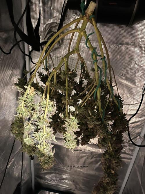 #7 – Blue Dream (First Photoperiodic). Week 20