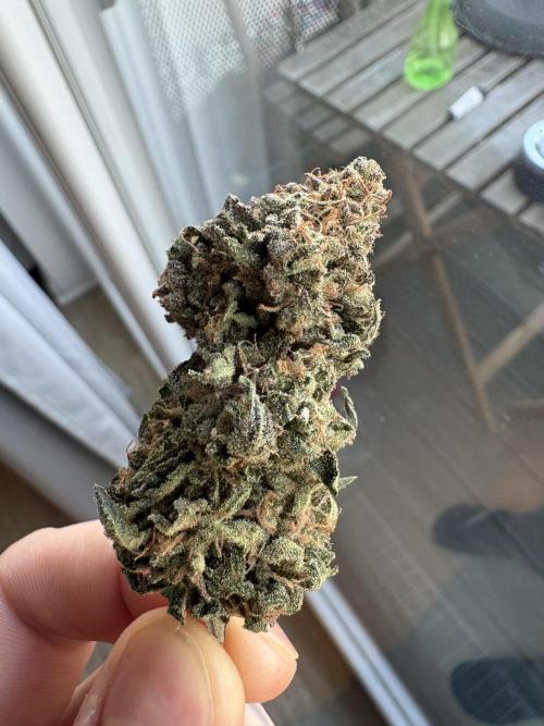 #7 – Blue Dream (First Photoperiodic). Week 20