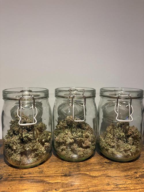 #7 – Blue Dream (First Photoperiodic). Week 20