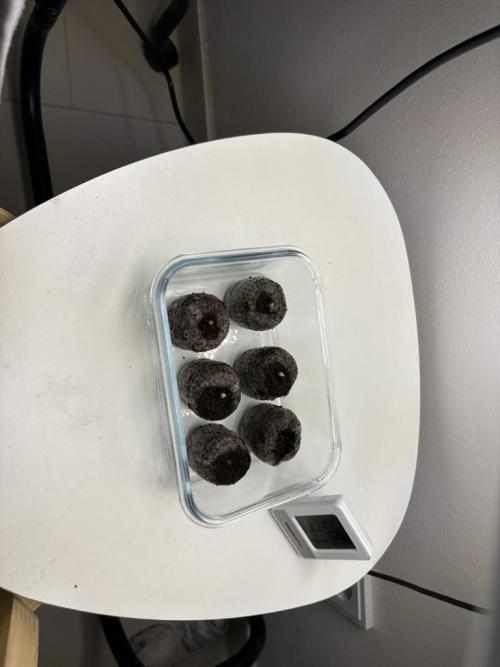 #7 – Gorilla Cookies Auto. Week 0