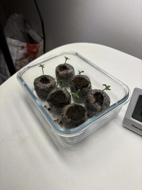 #7 – Gorilla Cookies Auto. Week 2