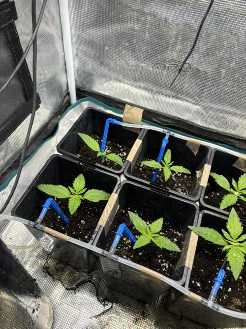 #7 – Gorilla Cookies Auto. Week 2